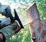 Professional Tree Removal in Potosi, TX