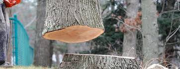 Best Arborist Consultation Services  in Potosi, TX
