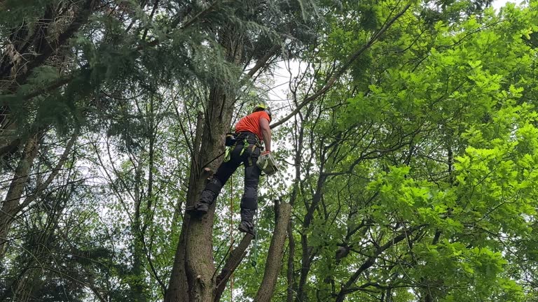 How Our Tree Care Process Works  in  Potosi, TX