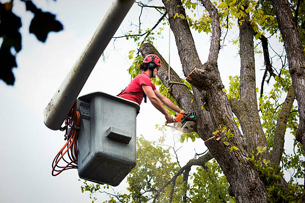 Best Hedge Trimming  in Potosi, TX