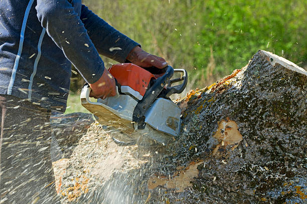 Best Lawn Drainage Solutions  in Potosi, TX