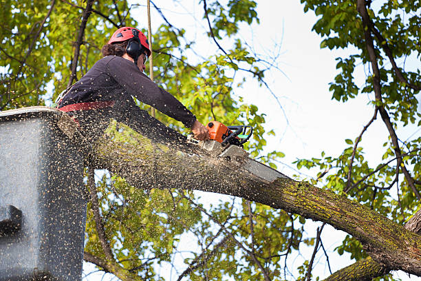 Best Tree and Shrub Care  in Potosi, TX